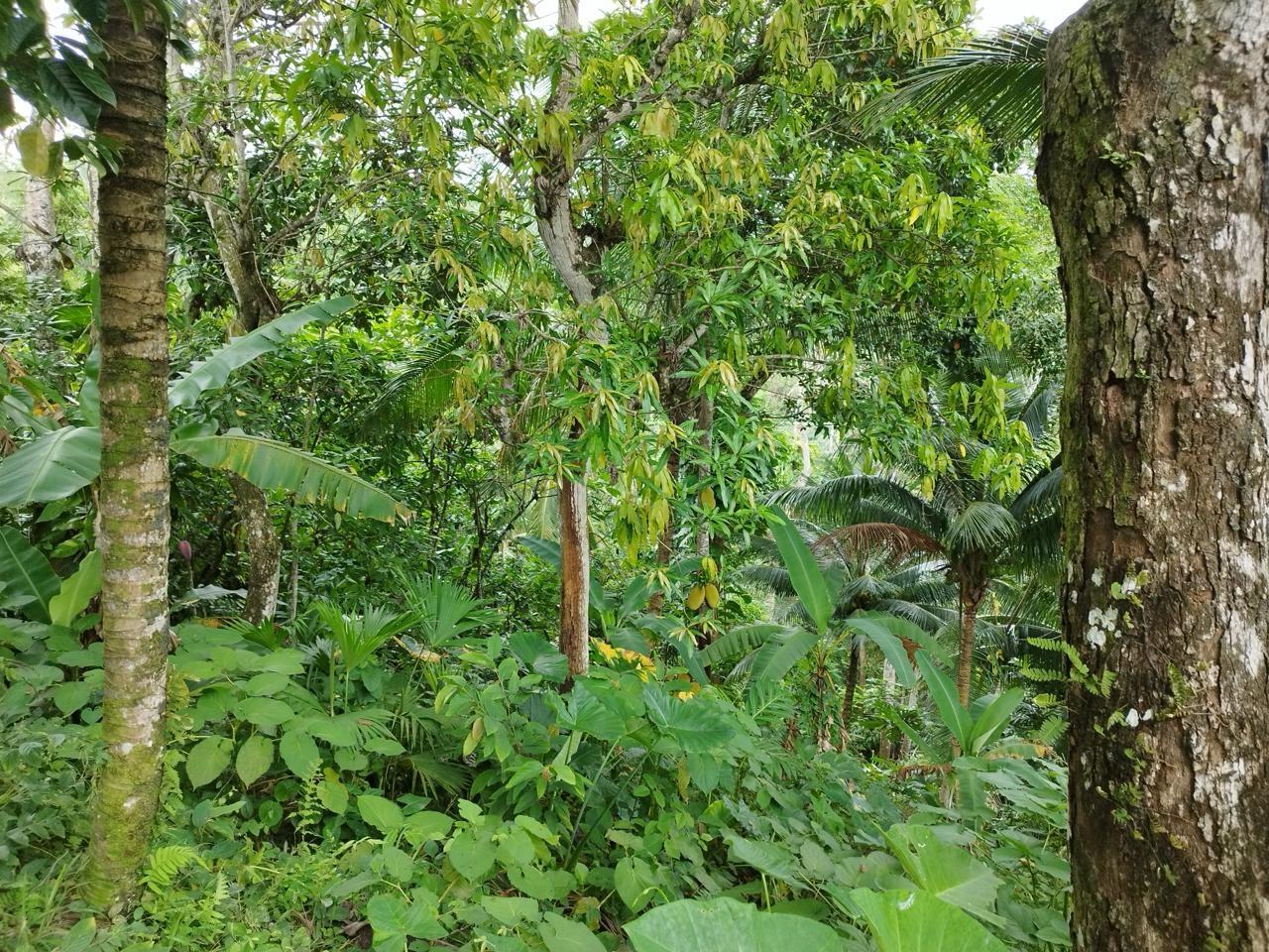 Charming-2-Bedroom-Home-for-Sale-in-Sandy-Hill-St.-Catherine Tenth image of Sandy Hill, Glengoffe in Bog Walk, St. Catherine, Jamaica - property is For Sale
