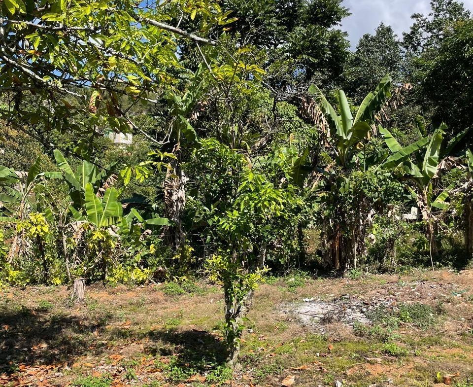 Third image of Bombay, Manchester in Bombay, Manchester, Jamaica - property is For Rent