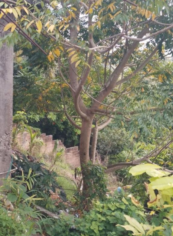 Seventh image of Lot 20 Riverside Drive, Pitfour in Pitfour Gardens, St. James, Jamaica - property is For Sale
