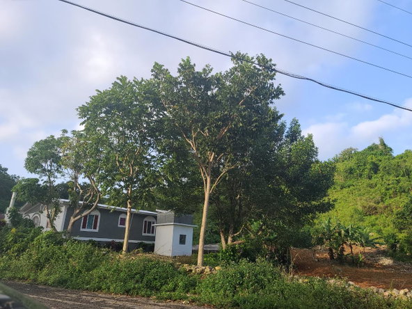 Twenty-Eighth image of Mt. Pleasant in Mount Pleasant, Clarendon, Jamaica - property is For Sale
