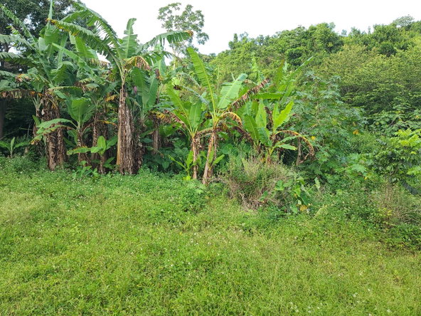 Fifth image of Mt. Pleasant in Mount Pleasant, Clarendon, Jamaica - property is For Sale