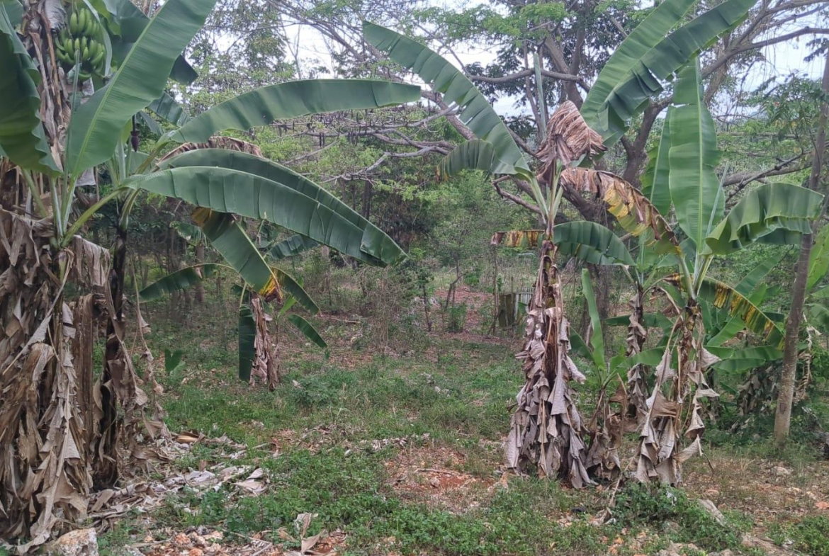 Fourth image of Part of Ashley, Ashley pa in Ashley, Clarendon, Jamaica - property is For Sale