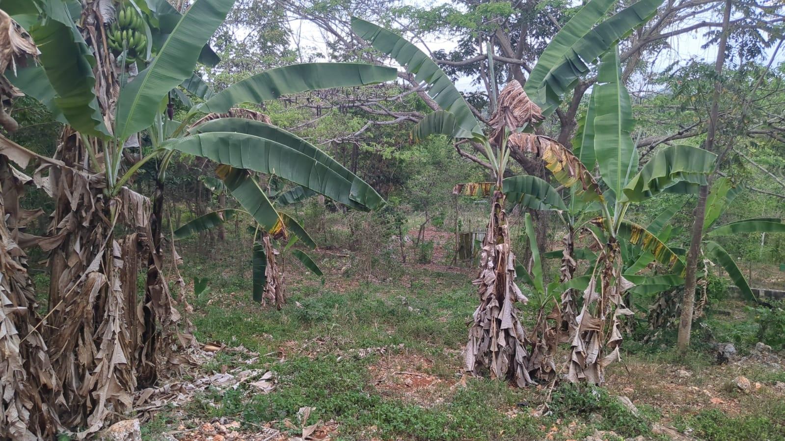 Fourth image of Part of Ashley, Ashley pa in Ashley, Clarendon, Jamaica - property is For Sale