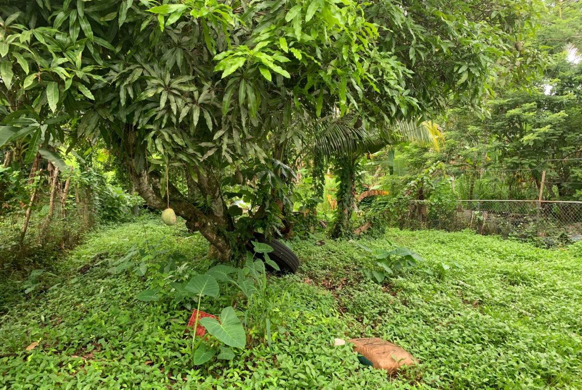 Eleventh image of Lot 70 Stockholm Housing Scheme in Highgate, St. Mary, Jamaica - property is For Sale