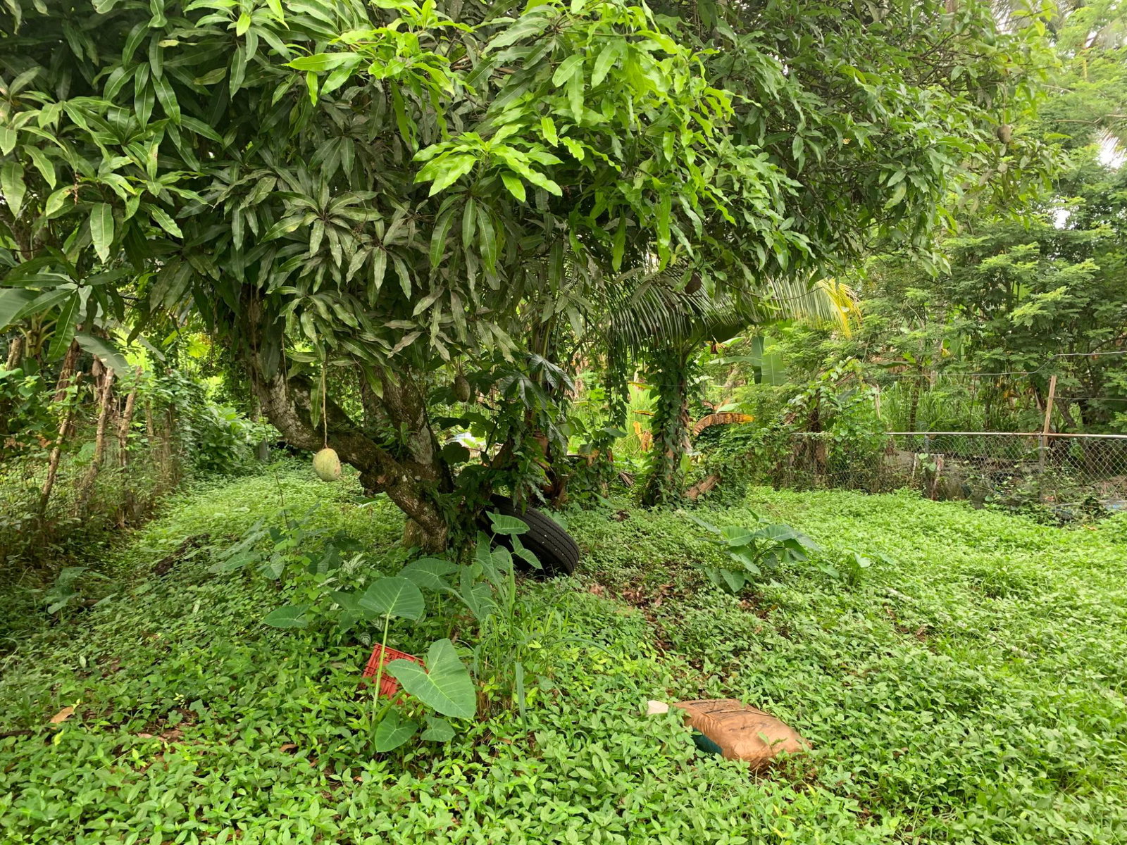 Charming-3-Bedroom-Bungalow-for-Sale-in-Stockholm-Housing-Scheme-Jamaica Eleventh image of Lot 70 Stockholm Housing Scheme in Highgate, St. Mary, Jamaica - property is For Sale