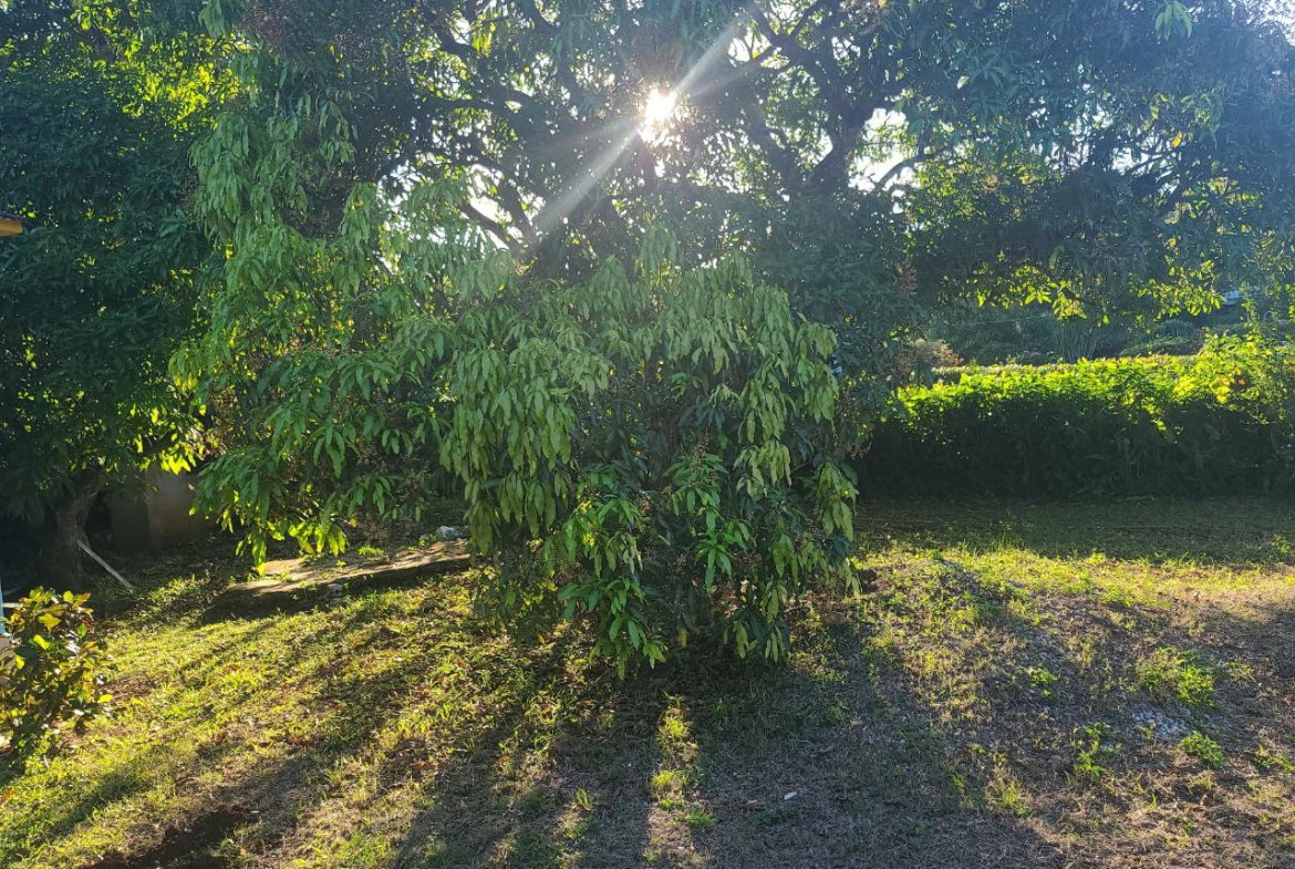 Twenty-Third image of 2 New Haven, Granville in Falmouth, Trelawny, Jamaica - property is For Sale