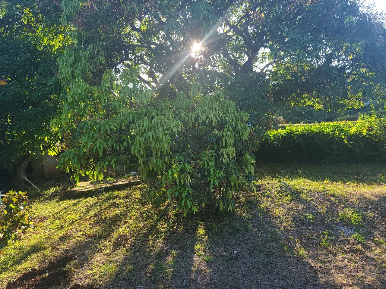 Twenty-Third image of 2 New Haven, Granville in Falmouth, Trelawny, Jamaica - property is For Sale