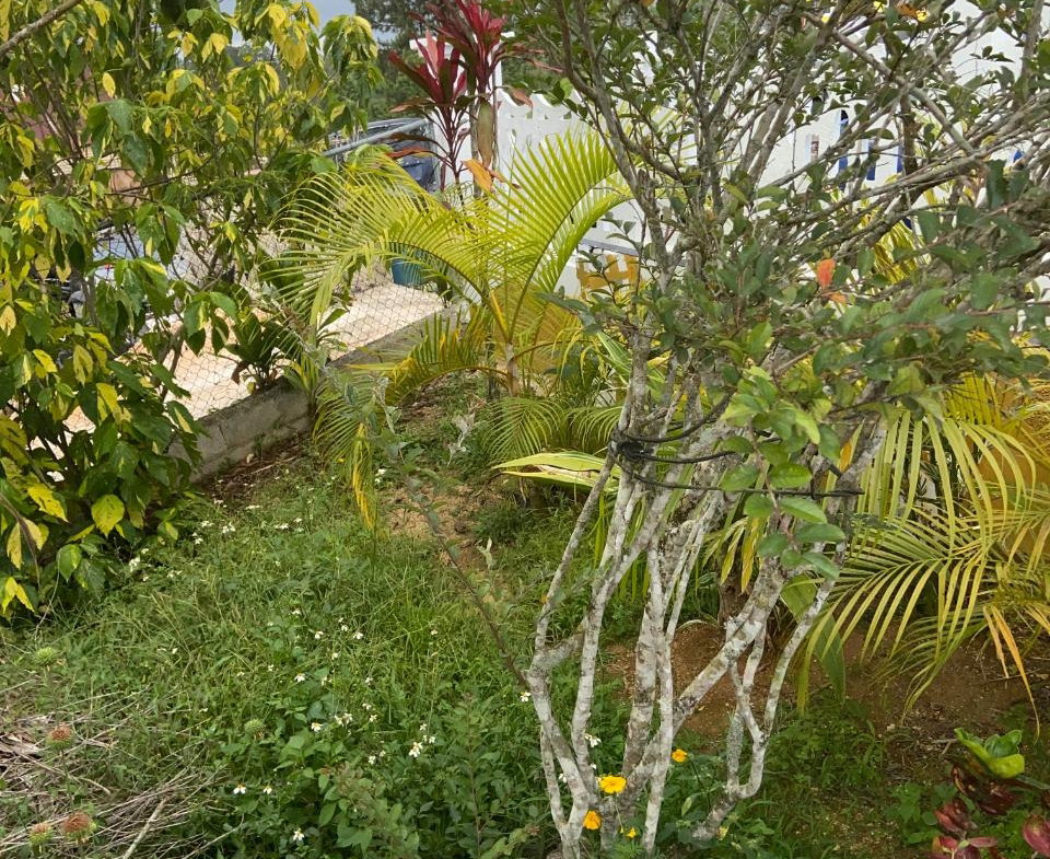 Sixth image of Brockery Christianna in Christiana, Manchester, Jamaica - property is For Sale