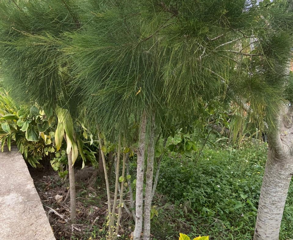 Tenth image of Brockery Christianna in Christiana, Manchester, Jamaica - property is For Sale
