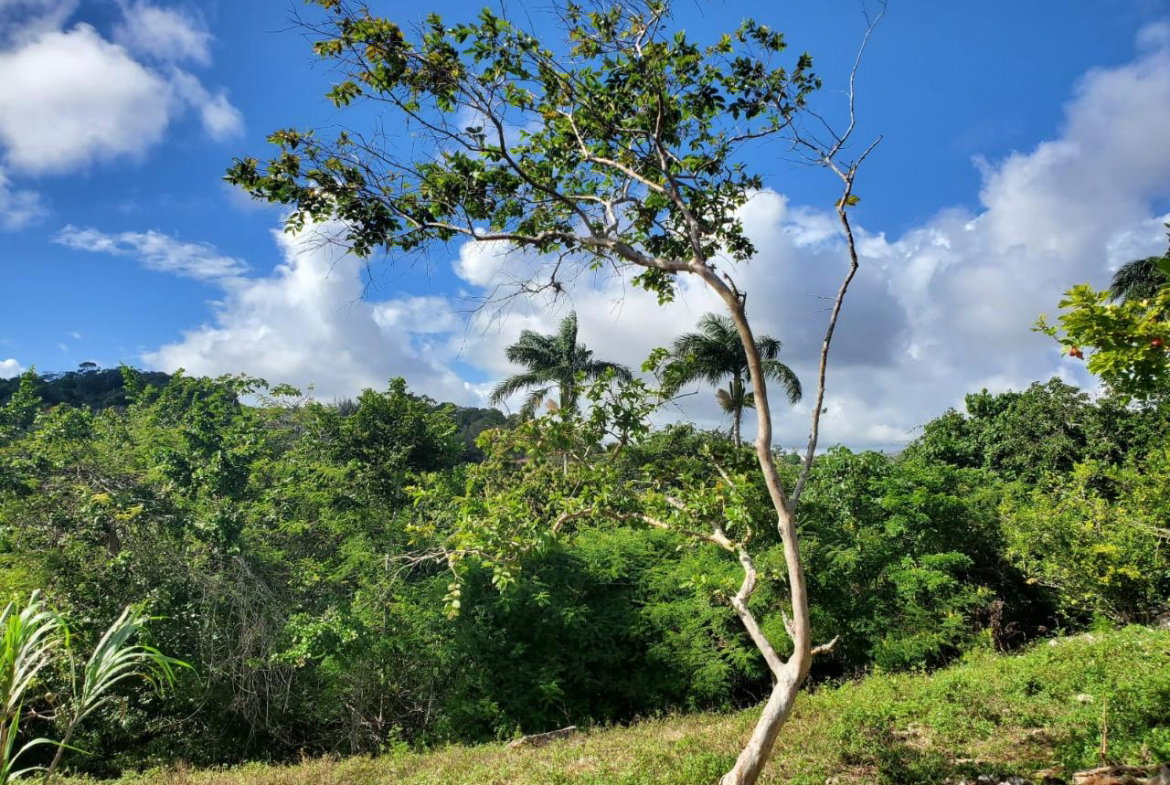 Fifth image of Top Albion Mandeville in Mandeville, Manchester, Jamaica - property is For Sale