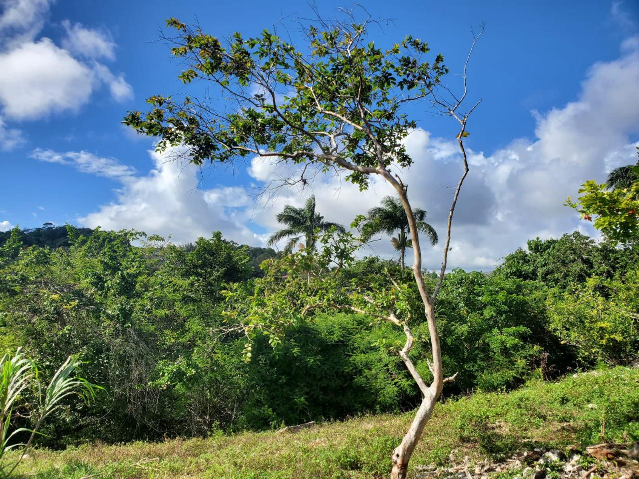 Fifth image of Top Albion Mandeville in Mandeville, Manchester, Jamaica - property is For Sale