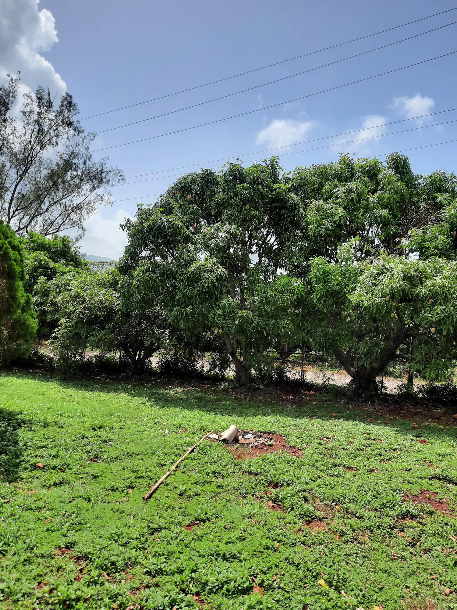 Twelfth image of Bull Savannah in Junction, St. Elizabeth, Jamaica - property is For Sale
