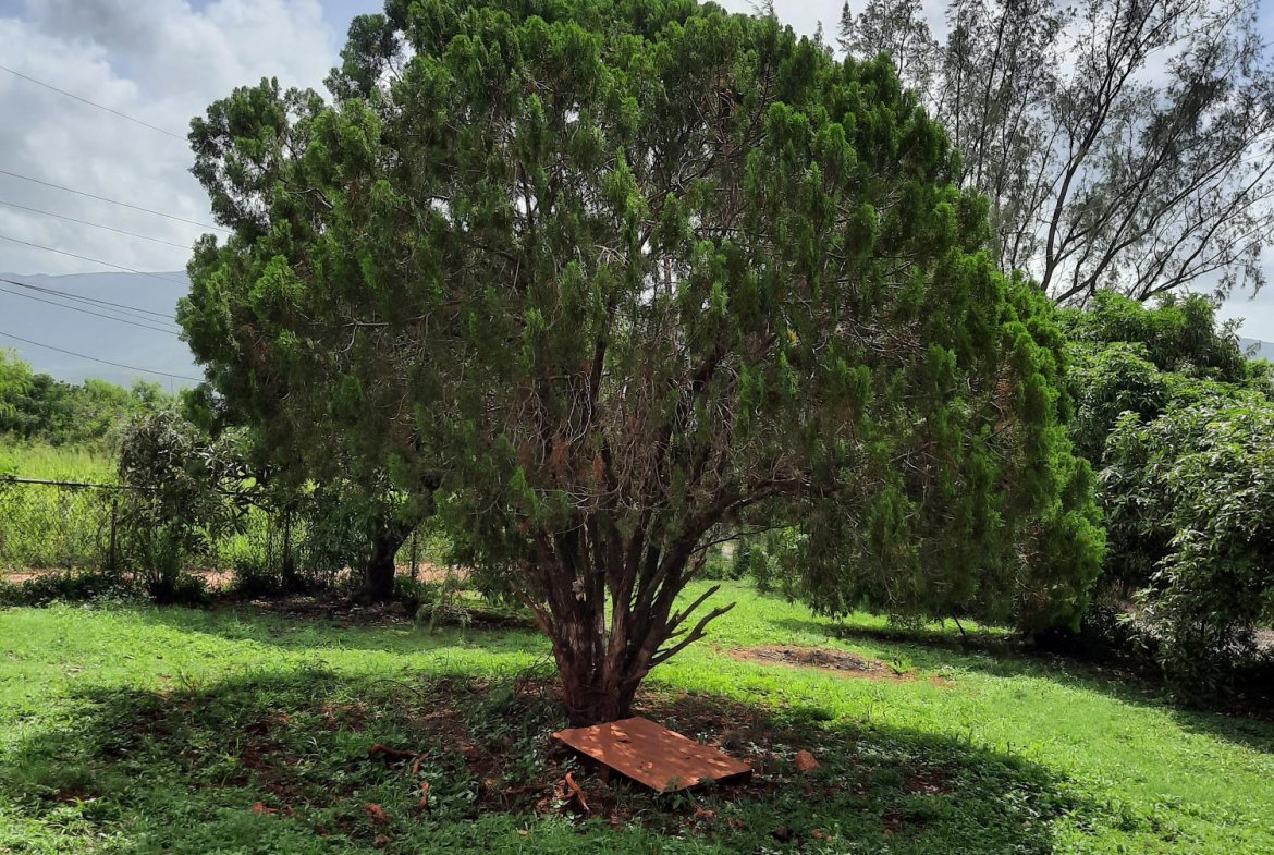 Thirteenth image of Bull Savannah in Junction, St. Elizabeth, Jamaica - property is For Sale