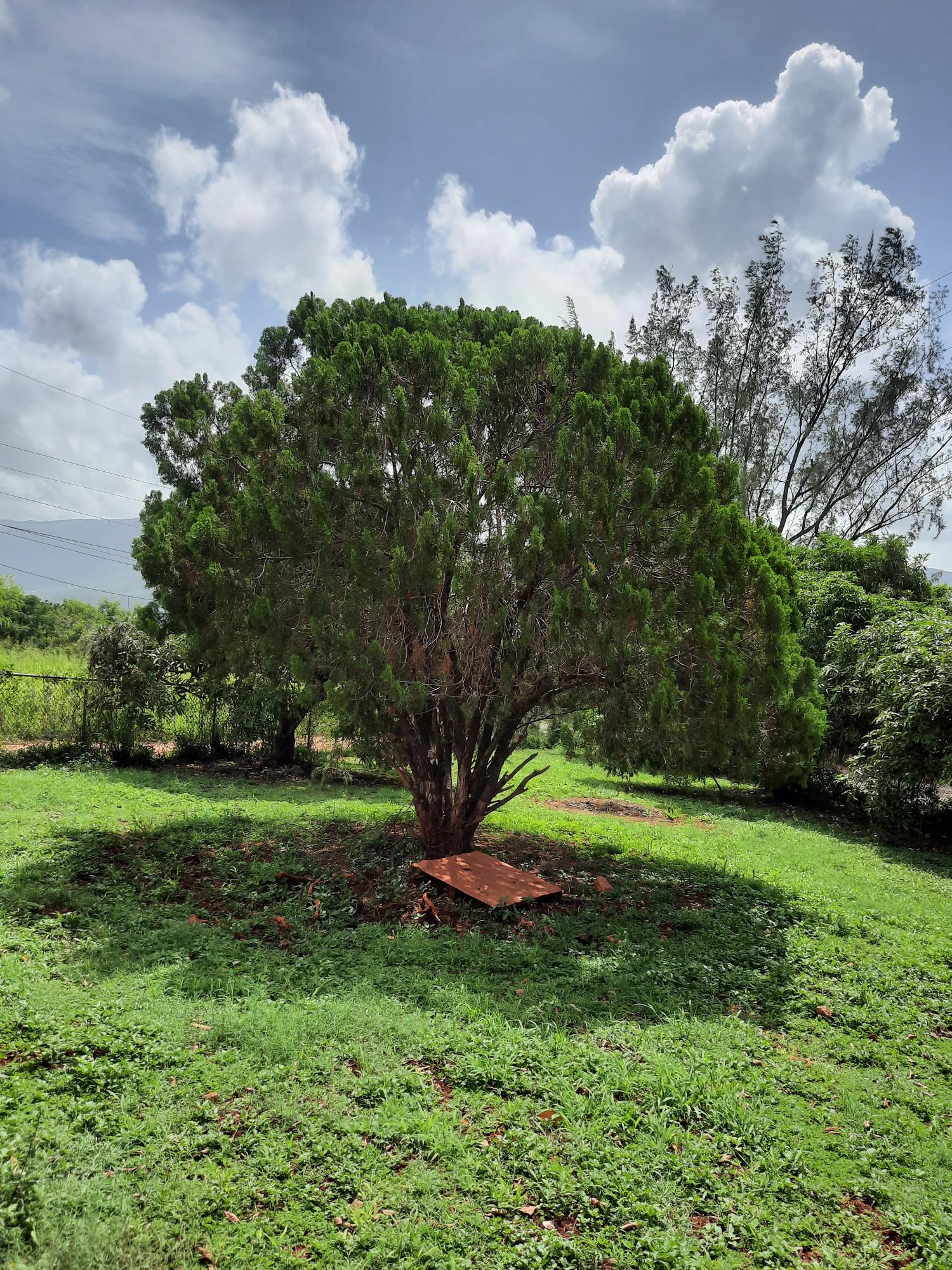 Thirteenth image of Bull Savannah in Junction, St. Elizabeth, Jamaica - property is For Sale
