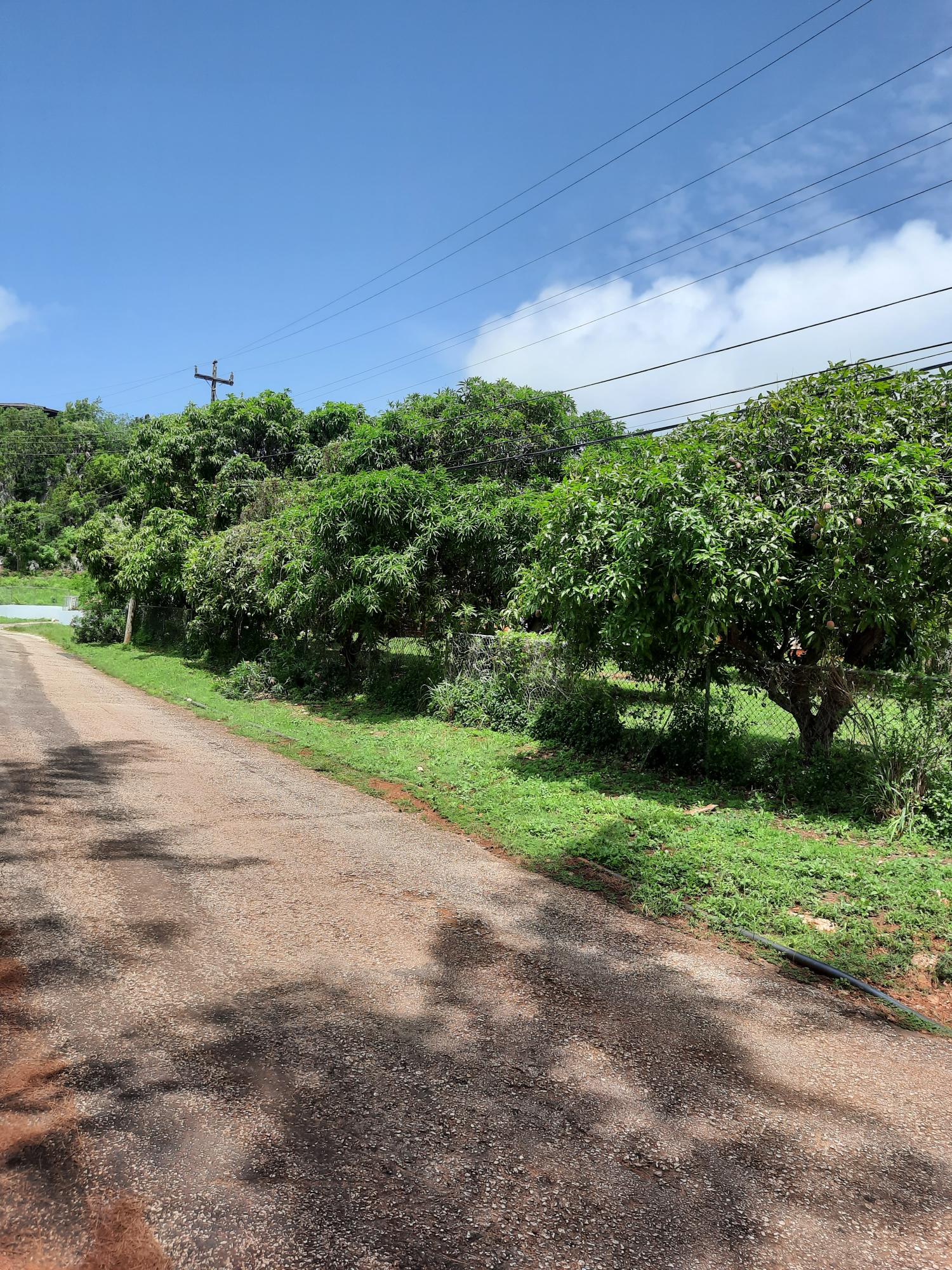 Sixteenth image of Bull Savannah in Junction, St. Elizabeth, Jamaica - property is For Sale