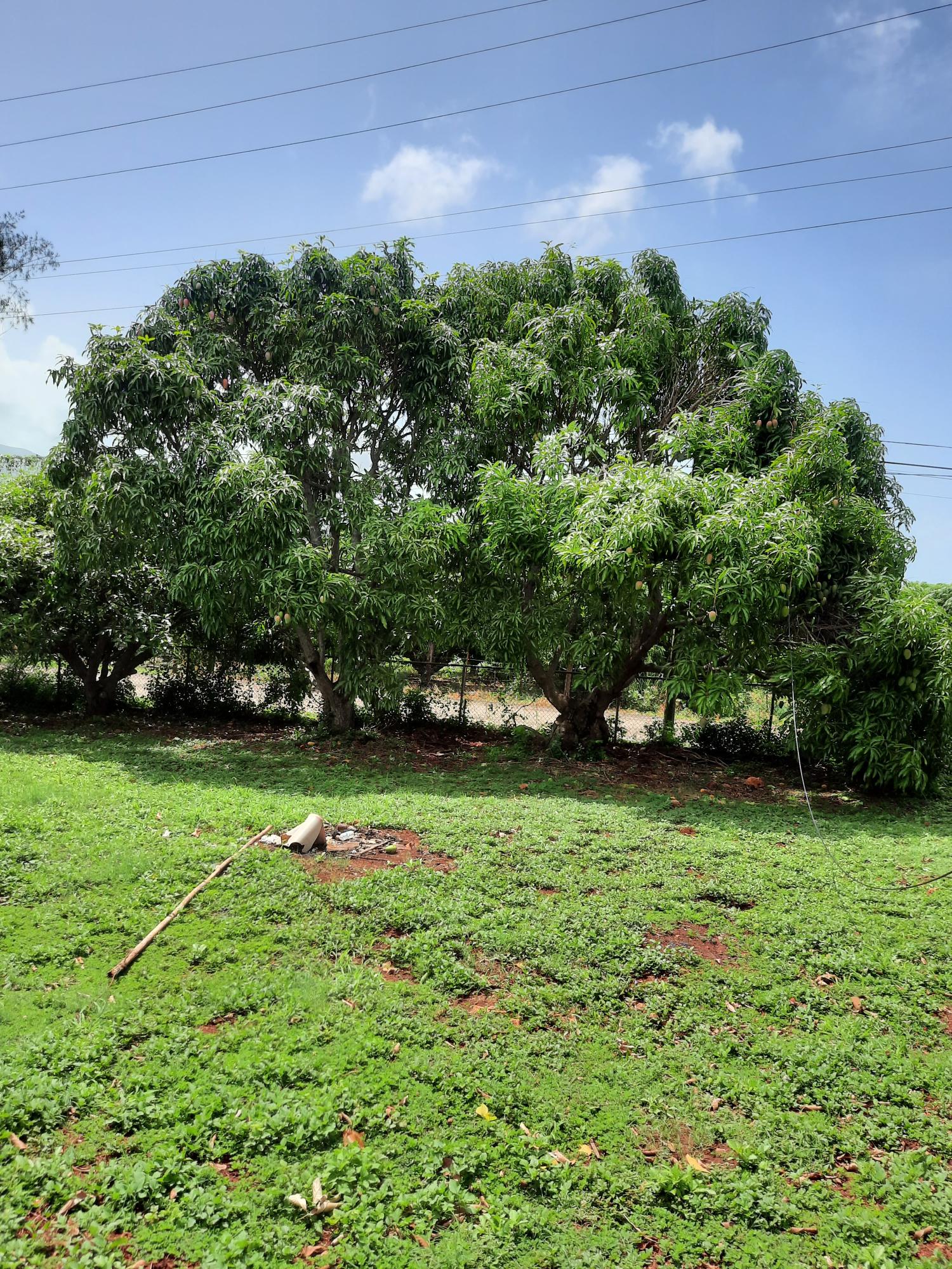Seventeenth image of Bull Savannah in Junction, St. Elizabeth, Jamaica - property is For Sale