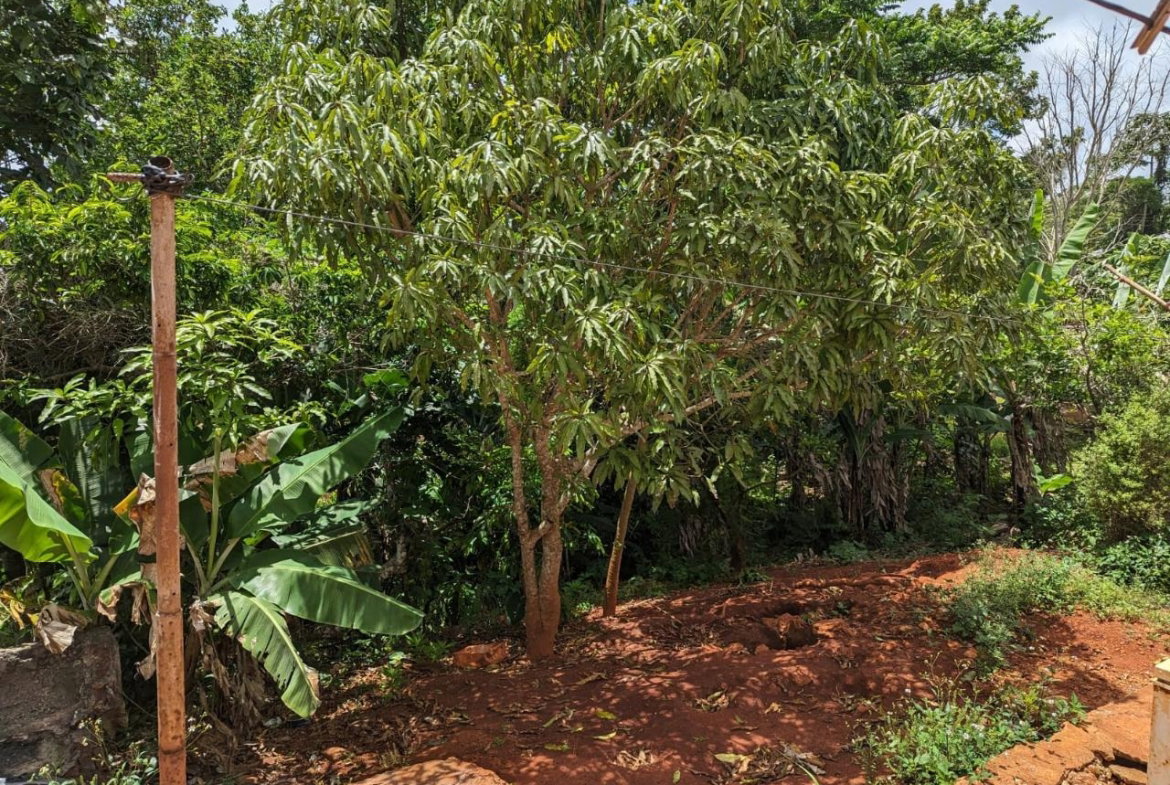 Thirteenth image of 01 Knockpatrick in Knockpatrick, Manchester, Jamaica - property is For Sale