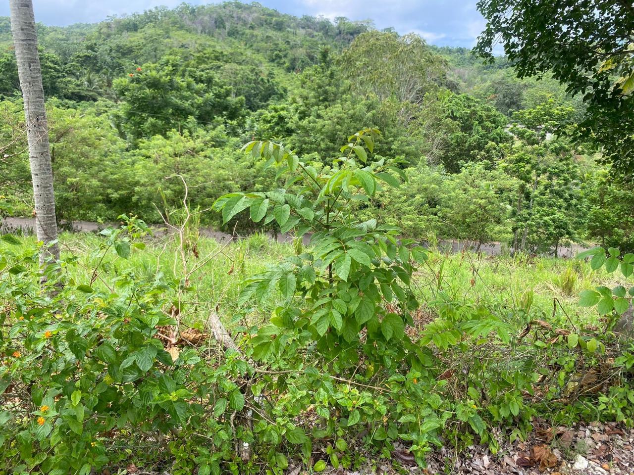 Third image of 186 Hermitage, St. Ann in Hermitage, St. Ann, Jamaica - property is For Sale