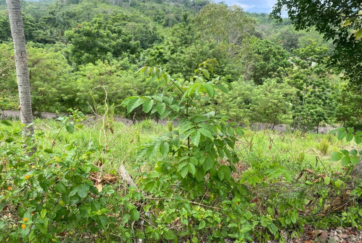 Seventh image of 186 Hermitage, St. Ann in Hermitage, St. Ann, Jamaica - property is For Sale