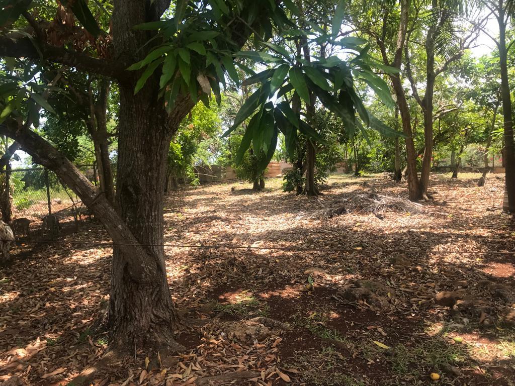 Twenty-Ninth image of Bridgewater in Discovery Bay, St. Ann, Jamaica - property is For Sale