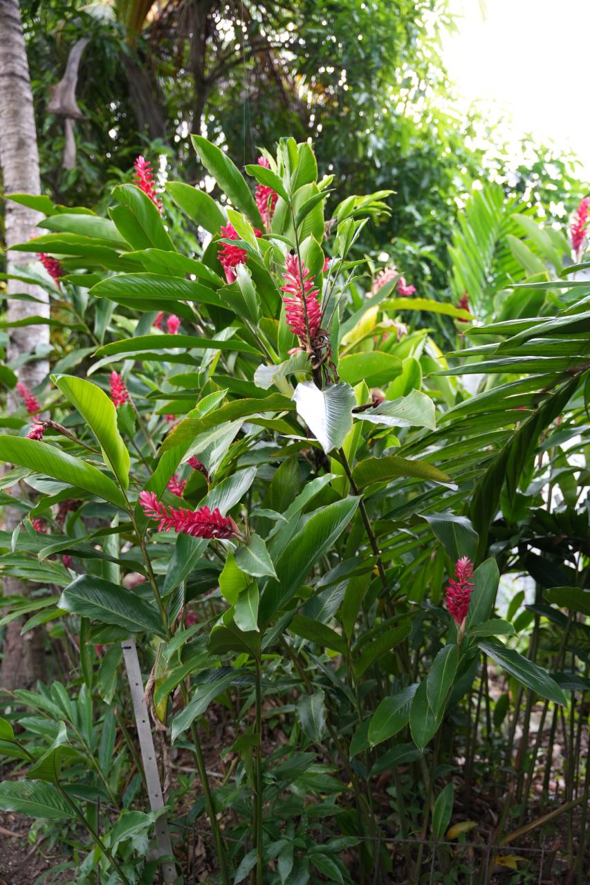 Twelfth image of 424 Pitfour Boulevard in Pitfour Heights, St. James, Jamaica - property is For Sale