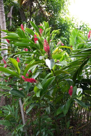 Twelfth image of 424 Pitfour Boulevard in Pitfour Heights, St. James, Jamaica - property is For Sale