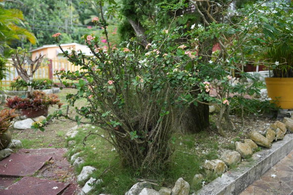 Thirteenth image of 424 Pitfour Boulevard in Pitfour Heights, St. James, Jamaica - property is For Sale