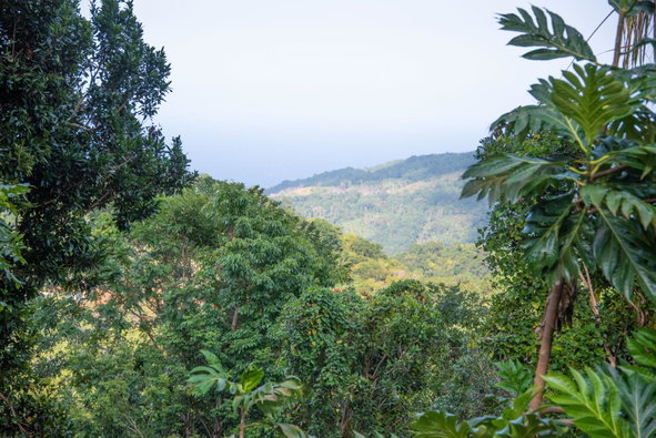 Third image of Lot 11 Content Pen in Lime Hall, St. Ann, Jamaica - property is For Sale