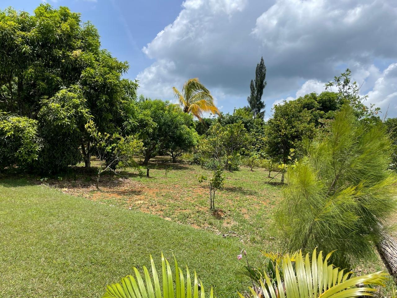 Twenty-Third image of Lot #2 Pond Rd., Turners Distric in Chapleton, Clarendon, Jamaica - property is For Sale