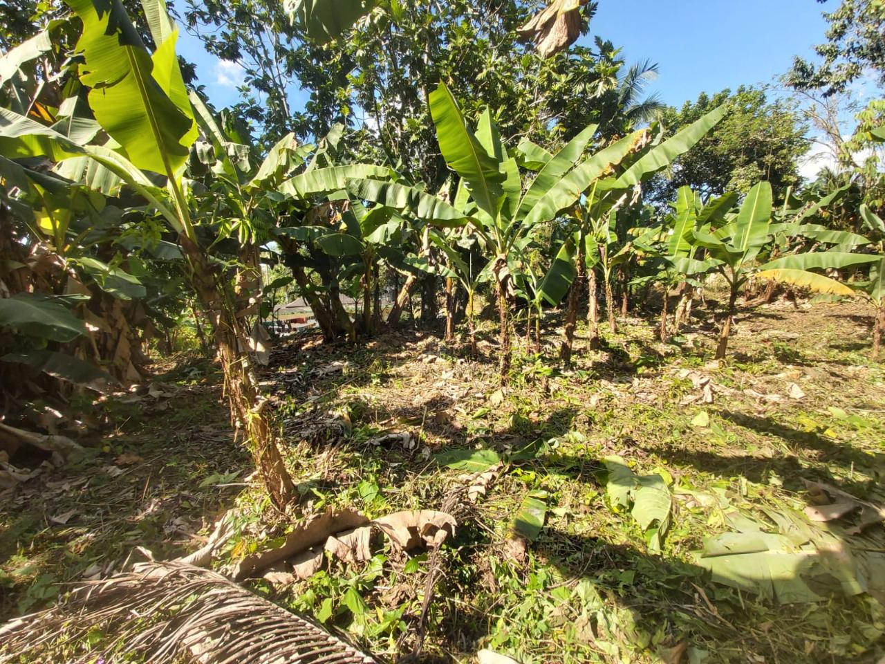 Third image of 139h- Haughton Grove, Ramble in Ramble, Hanover, Jamaica - property is For Sale