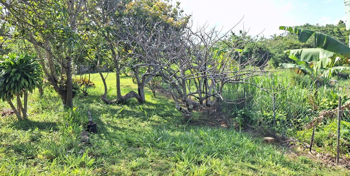 Second image of Dayls Grove in Dalys Grove, Manchester, Jamaica - property is For Sale