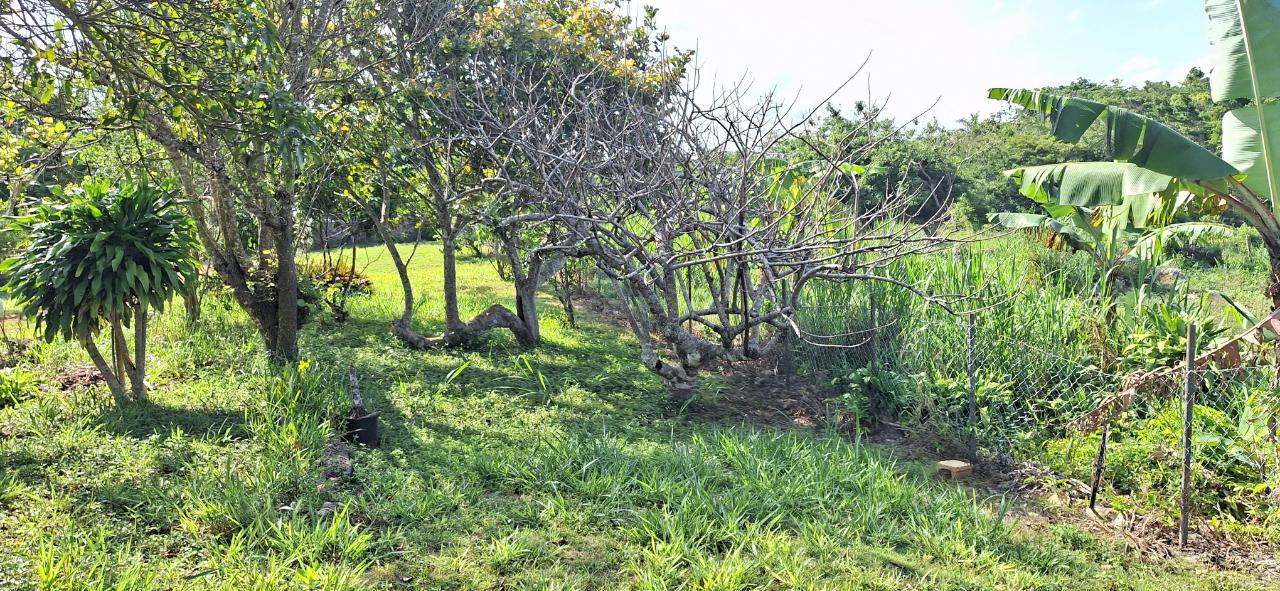 Charming-4-Bedroom-House-for-Sale-in-Dalys-Grove-Manchester Second image of Dayls Grove in Dalys Grove, Manchester, Jamaica - property is For Sale