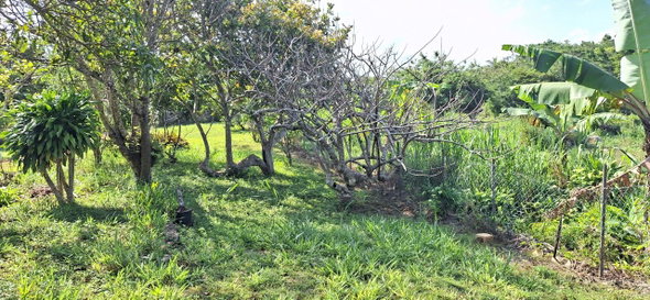 Second image of Dayls Grove in Dalys Grove, Manchester, Jamaica - property is For Sale