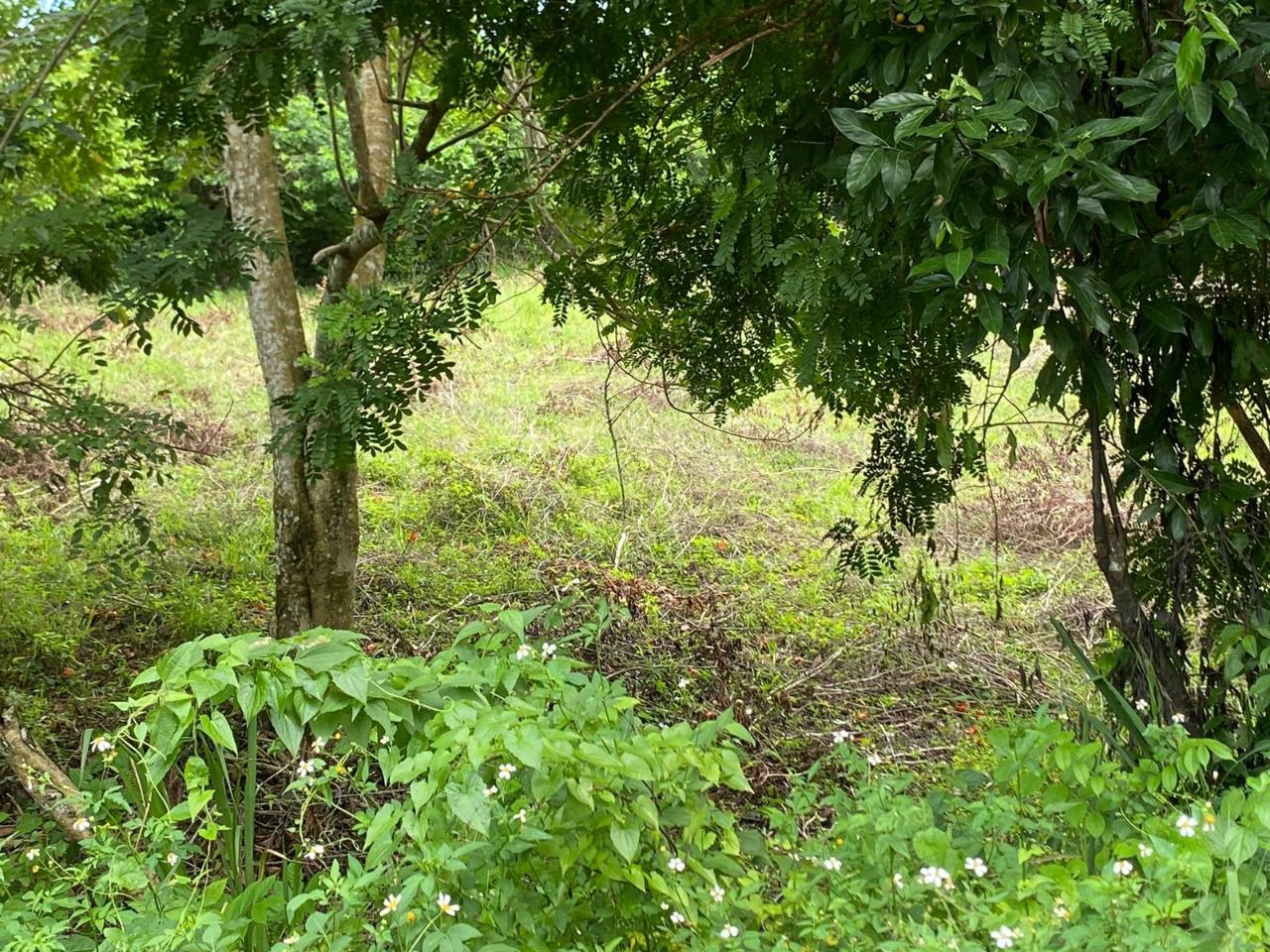 Eighth image of 3 & 4 Hermitage, St. Ann in Hermitage, St. Ann, Jamaica - property is For Sale