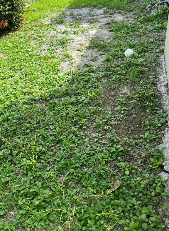 Eighth image of 79 Dempster Avenue, Sydenham in Sydenham, St. Catherine, Jamaica - property is For Sale