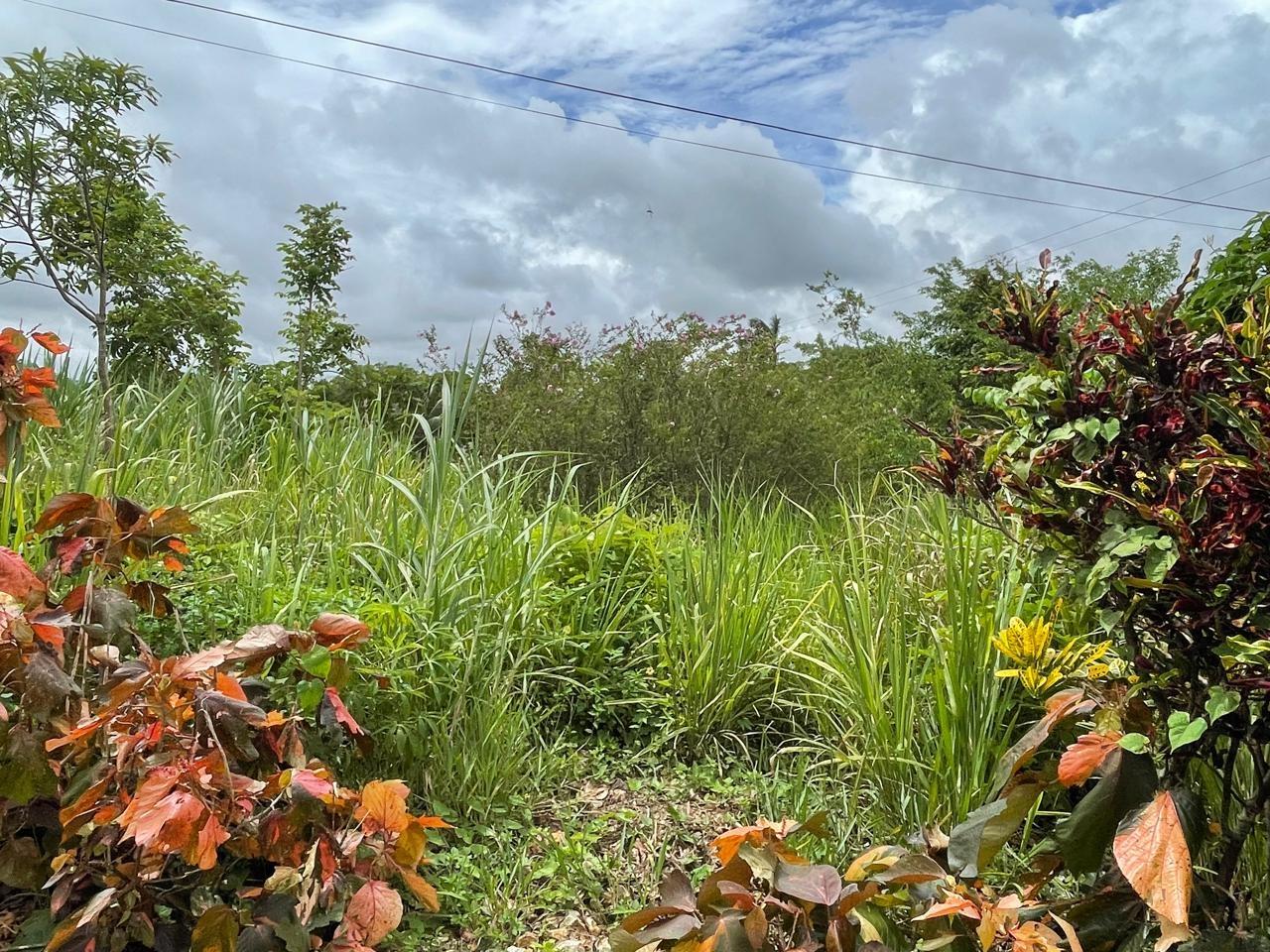 Twelfth image of Richmond, Manchester in Richmond, Manchester, Jamaica - property is For Sale