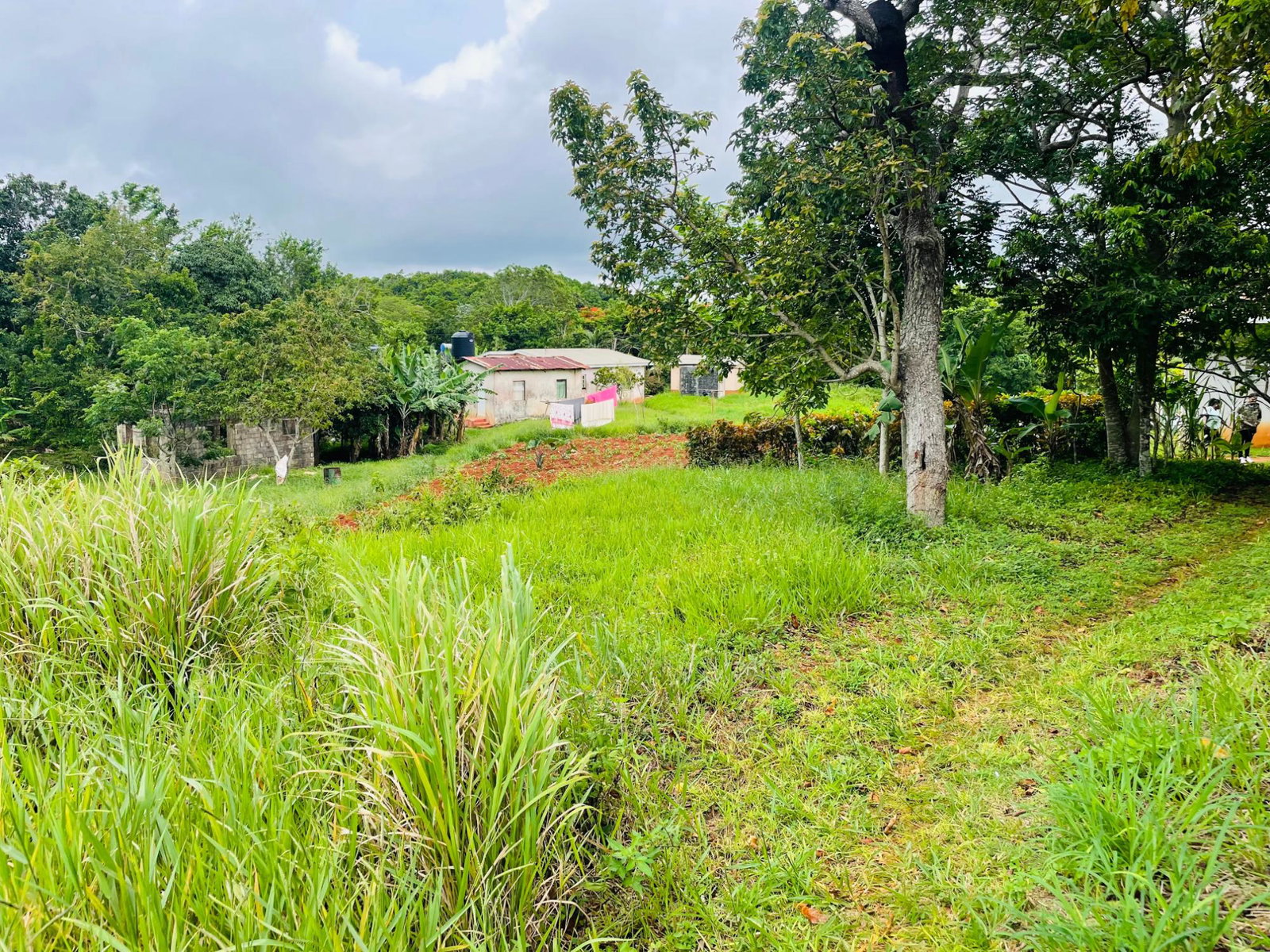 Fifteenth image of Land Part of Spur Tree in Spur Tree, Manchester, Jamaica - property is For Sale
