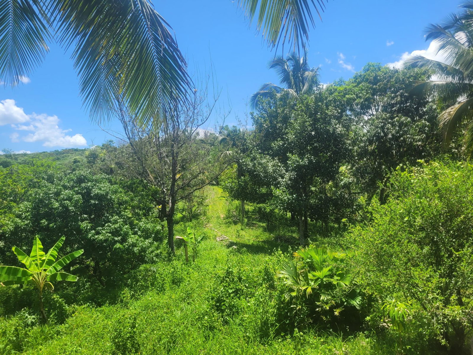 Charming-Eco-Tourism-Property-for-Sale-in-Cambridge-Jamaica Twenty-Fourth image of 5 Ducketts, Cambridge in Cambridge, St. James, Jamaica - property is For Sale
