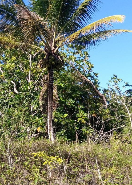Second image of Keith Hall, Sligoville st in Sligoville, St. Catherine, Jamaica - property is For Sale