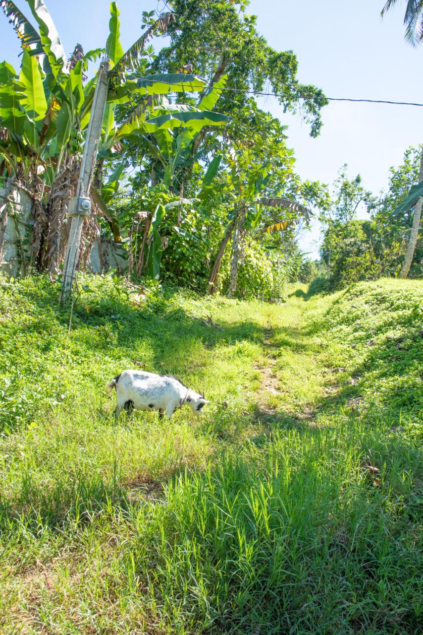 Tenth image of 0 Rose Street Lucky Hill in Lucky Hill, St. Mary, Jamaica - property is For Sale