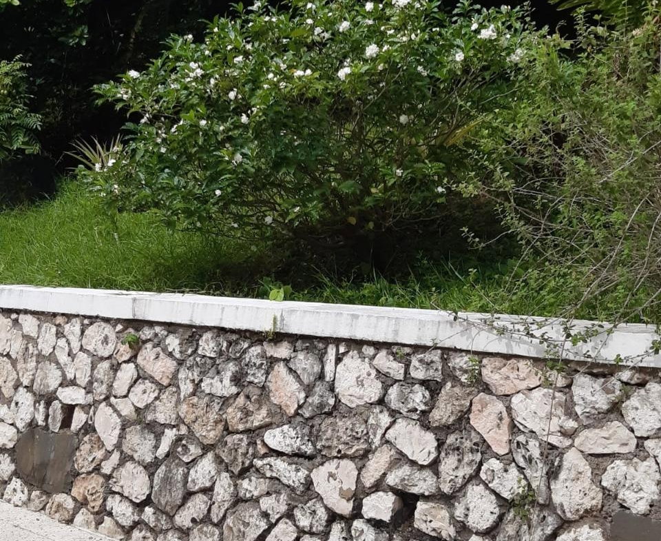 Nineteenth image of 2 Wentworth st Mary in Wentworth, St. Mary, Jamaica - property is For Sale