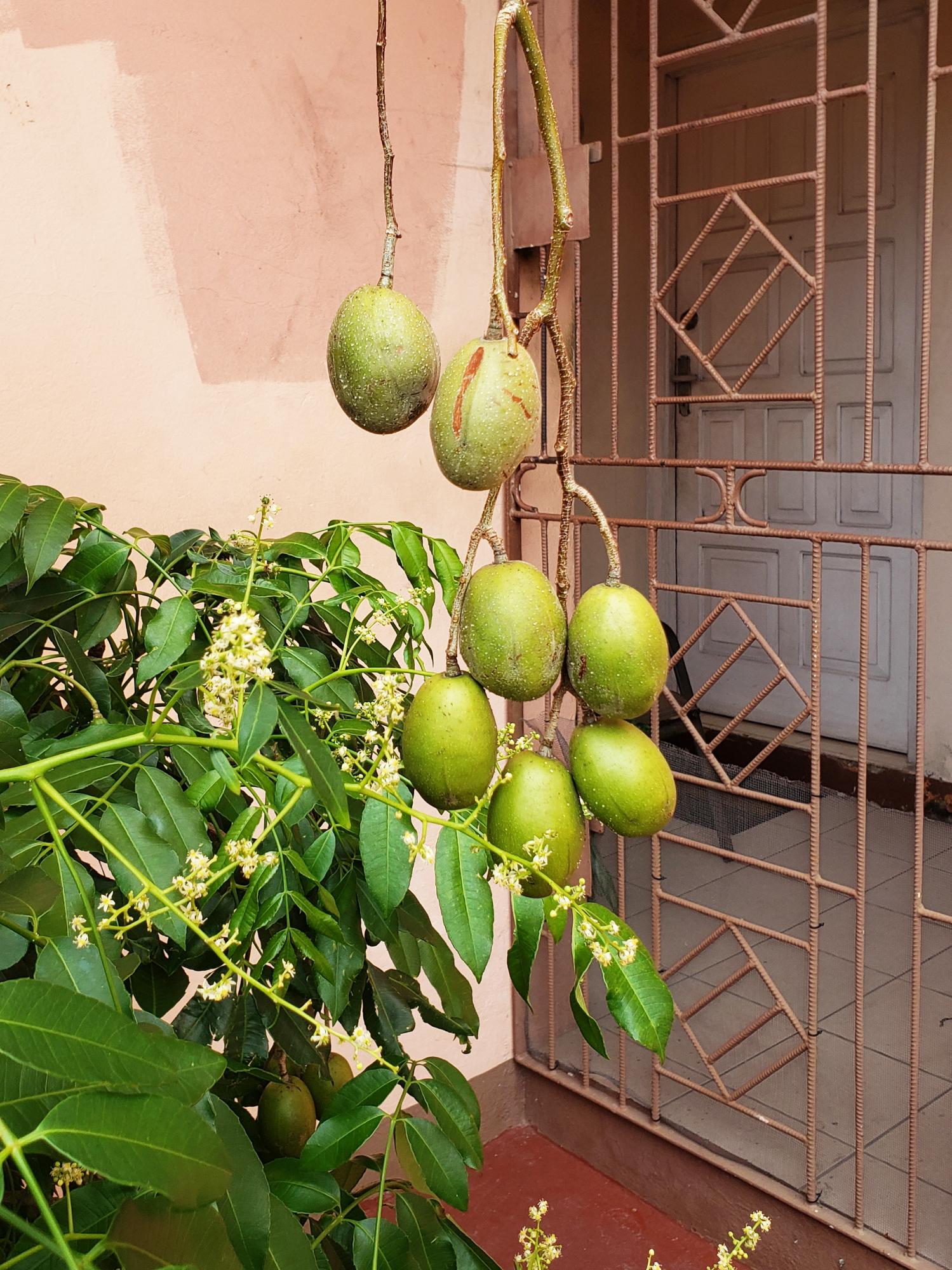 Third image of 2- Calabar Mews in Kingston 19, St. Andrew, Jamaica - property is For Sale