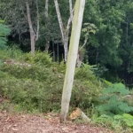 First image of Part of Beechamville in Beechamville, St. Ann, Jamaica - property is For Sale