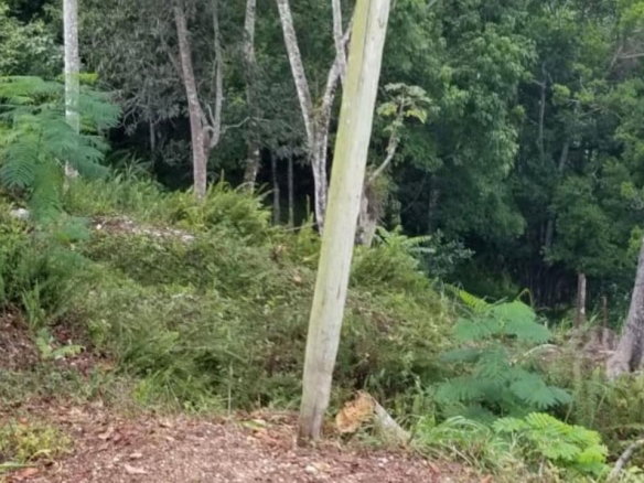 First image of Part of Beechamville in Beechamville, St. Ann, Jamaica - property is For Sale