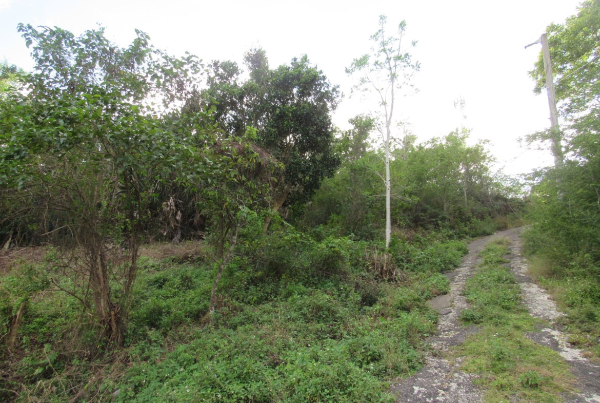Tenth image of 265- Part of Petersville in Petersville, Westmoreland, Jamaica - property is For Sale