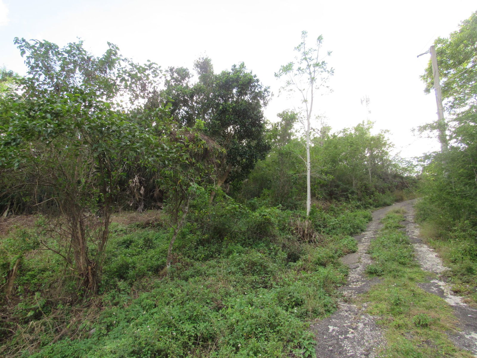 Tenth image of 265- Part of Petersville in Petersville, Westmoreland, Jamaica - property is For Sale