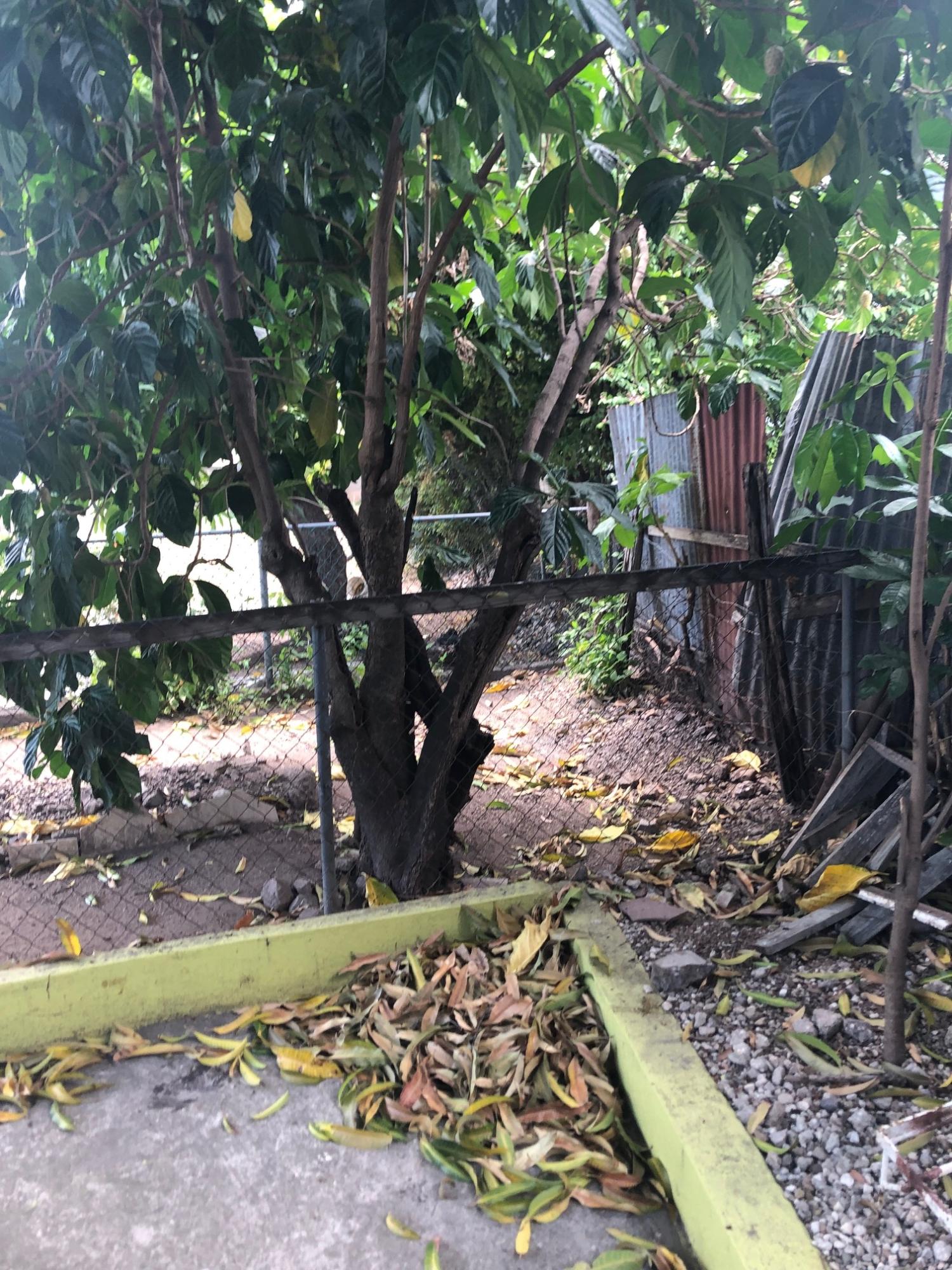 Ninth image of 100-36 Zaidie Ave; Zaidie Garden in Ziadie Gardens, St. Andrew, Jamaica - property is For Sale