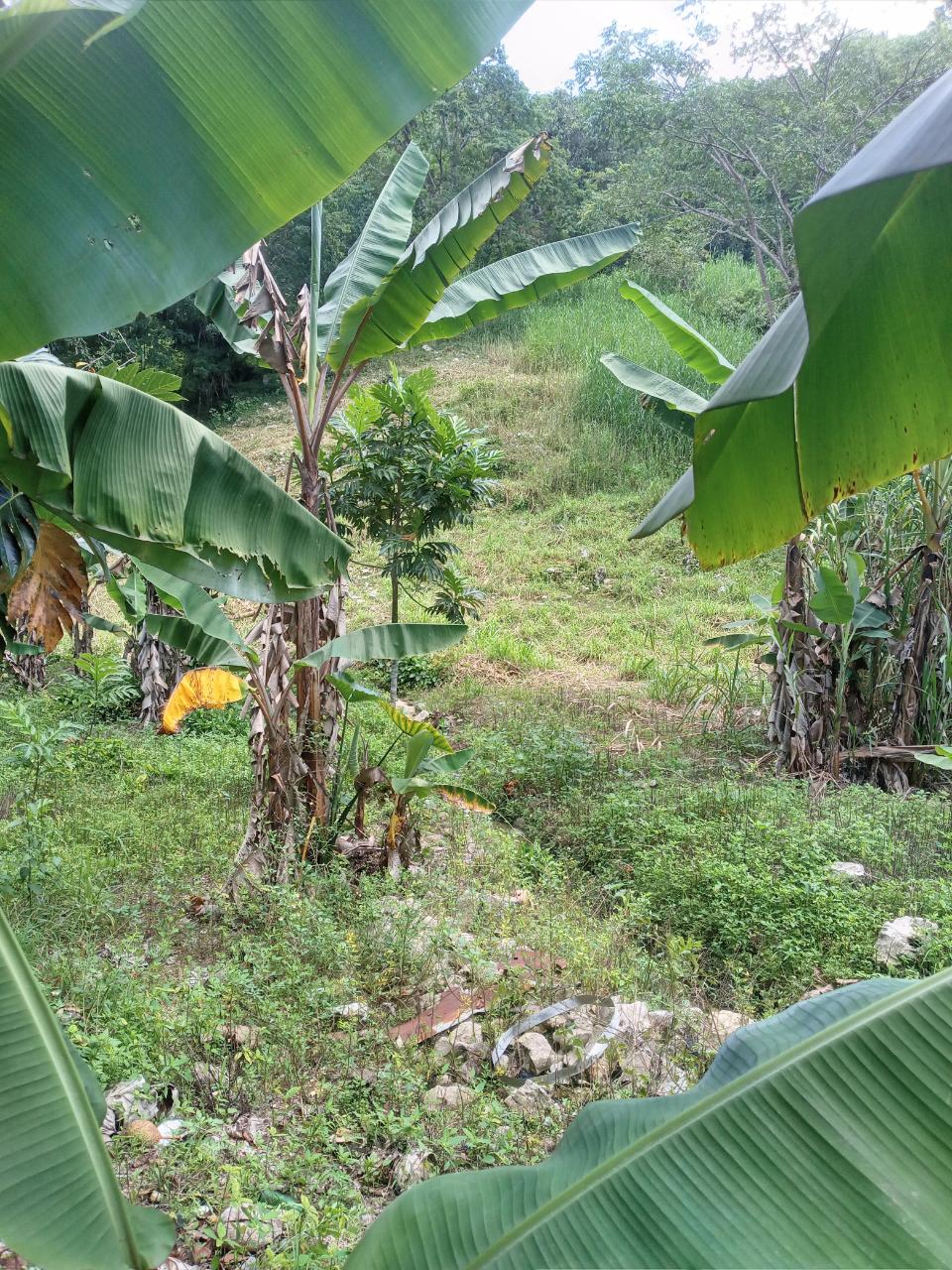 Twenty-Sixth image of Darliston Westmoreland in Darliston, Westmoreland, Jamaica - property is For Sale