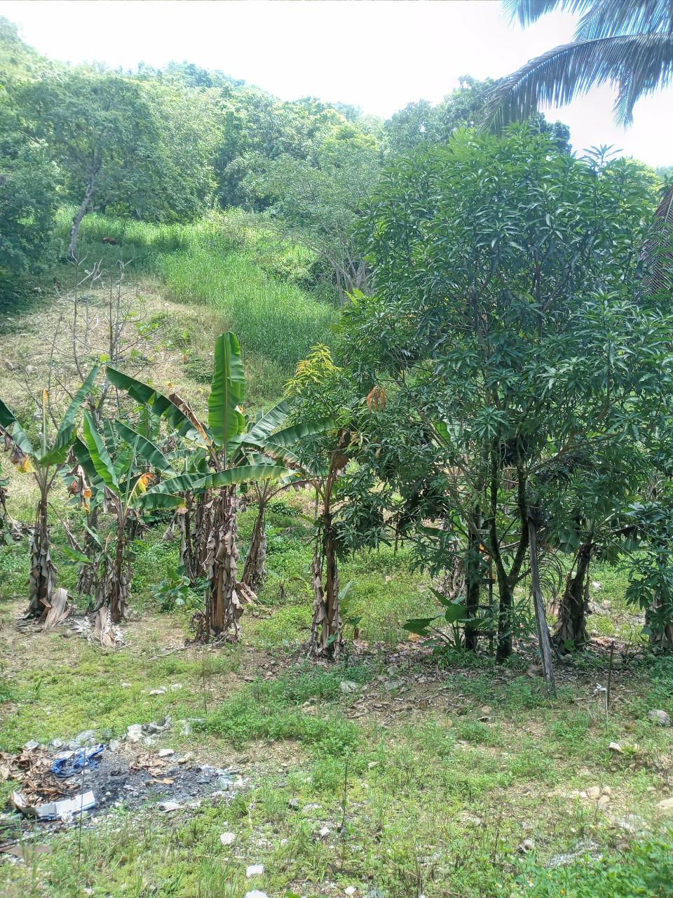 Twenty-Eighth image of Darliston Westmoreland in Darliston, Westmoreland, Jamaica - property is For Sale