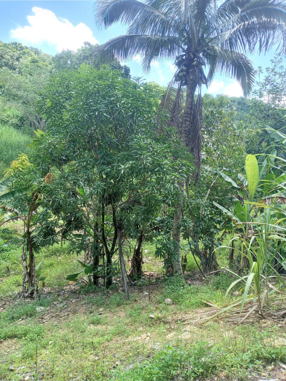 Twenty-Ninth image of Darliston Westmoreland in Darliston, Westmoreland, Jamaica - property is For Sale
